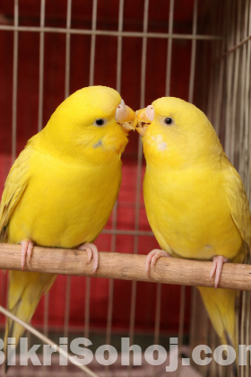 1 জোড়া Full Adult লুটিনো (Red Eye) বাজিগর বিক্রি হবে